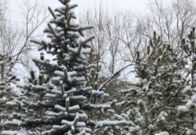 Pagan Dünyadan Hıristiyanlığa Geçiş